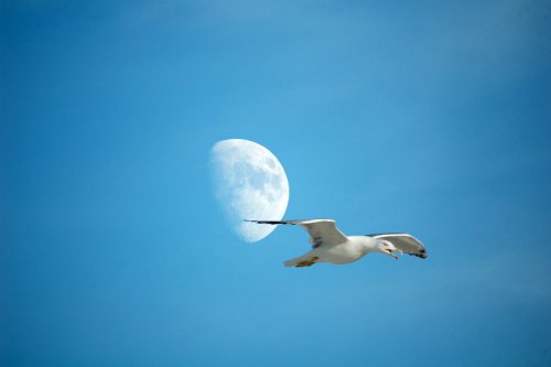 Luna 2