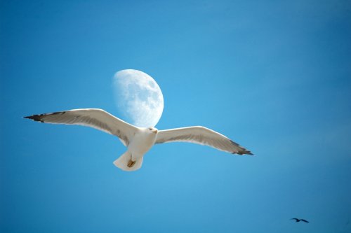 Luna 3