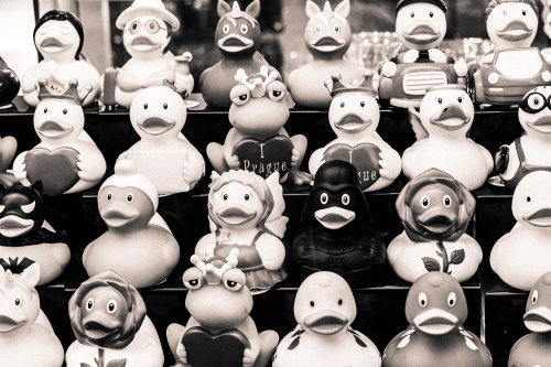 Patitos viejitos.