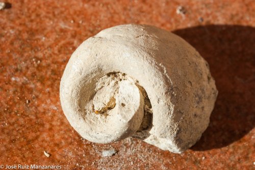 Amigo caracol