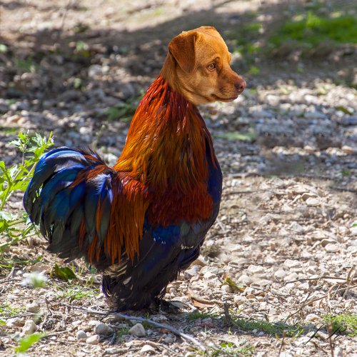 Perri-gallo