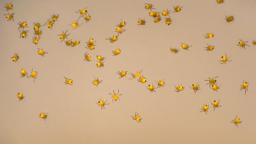 ¿Sabéis la especie?