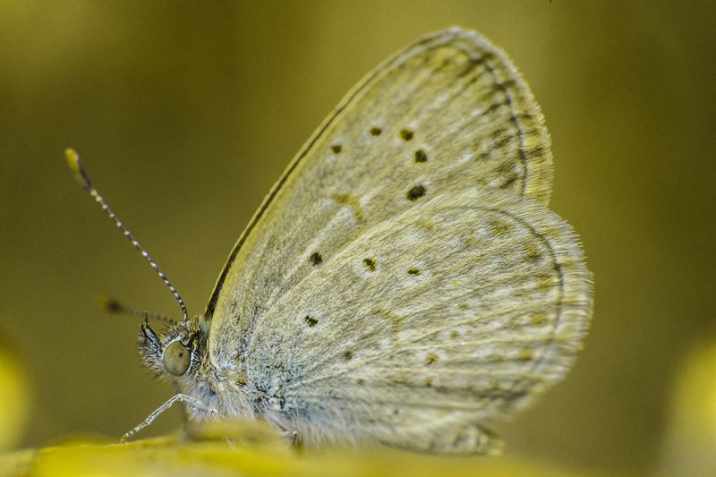 Otra mariposa