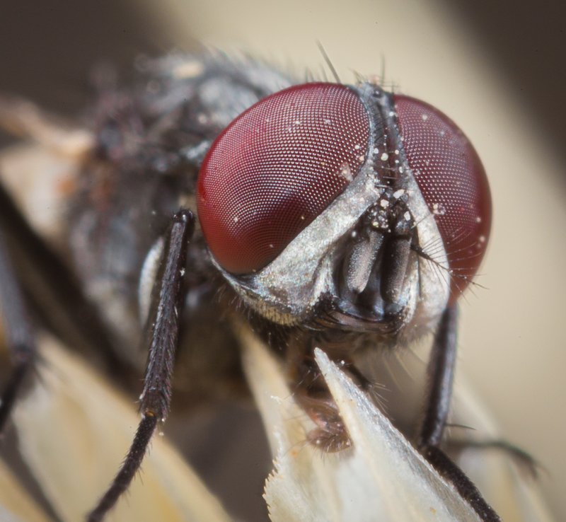 Una mosca...