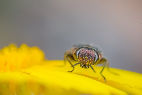 Bichejo pequeño