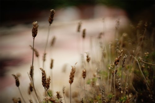 FLOR?