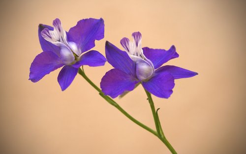 Lilas