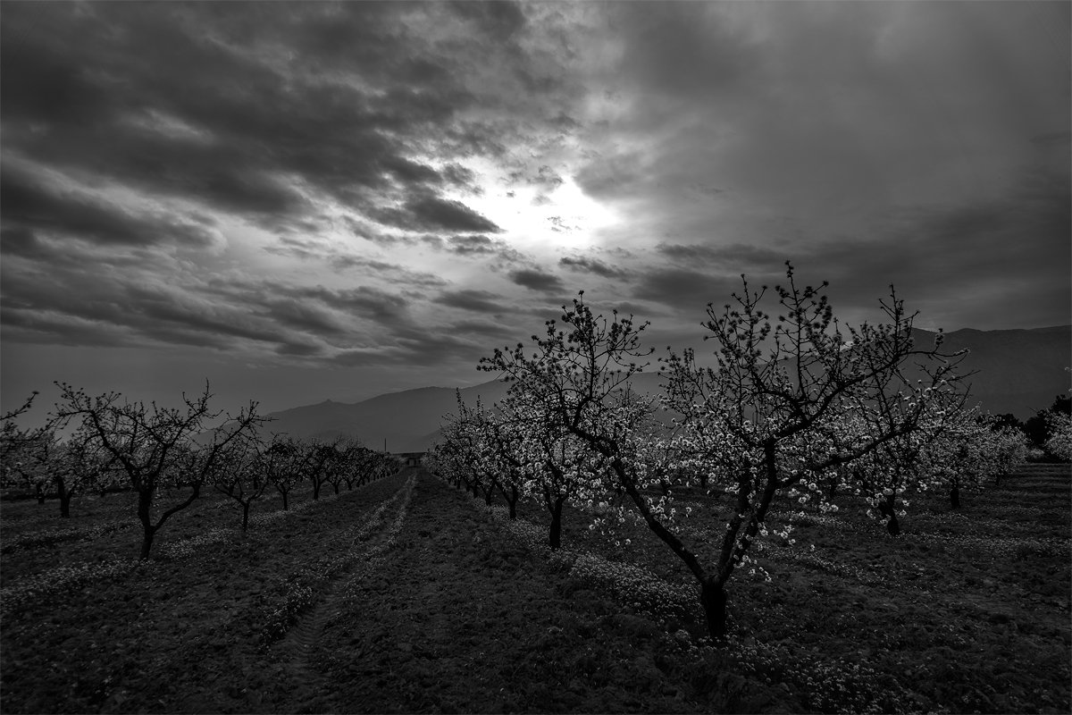 Almendros