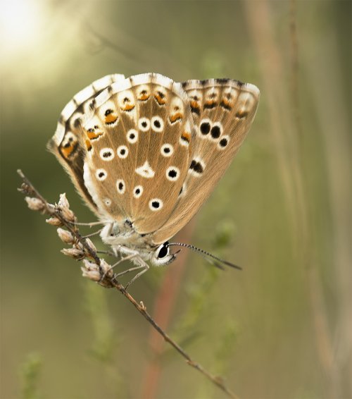 Lavanda