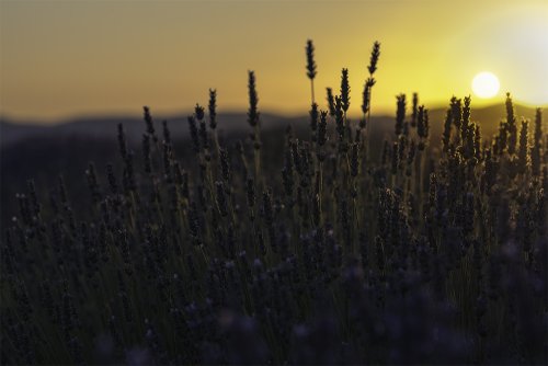 Lavanda 2