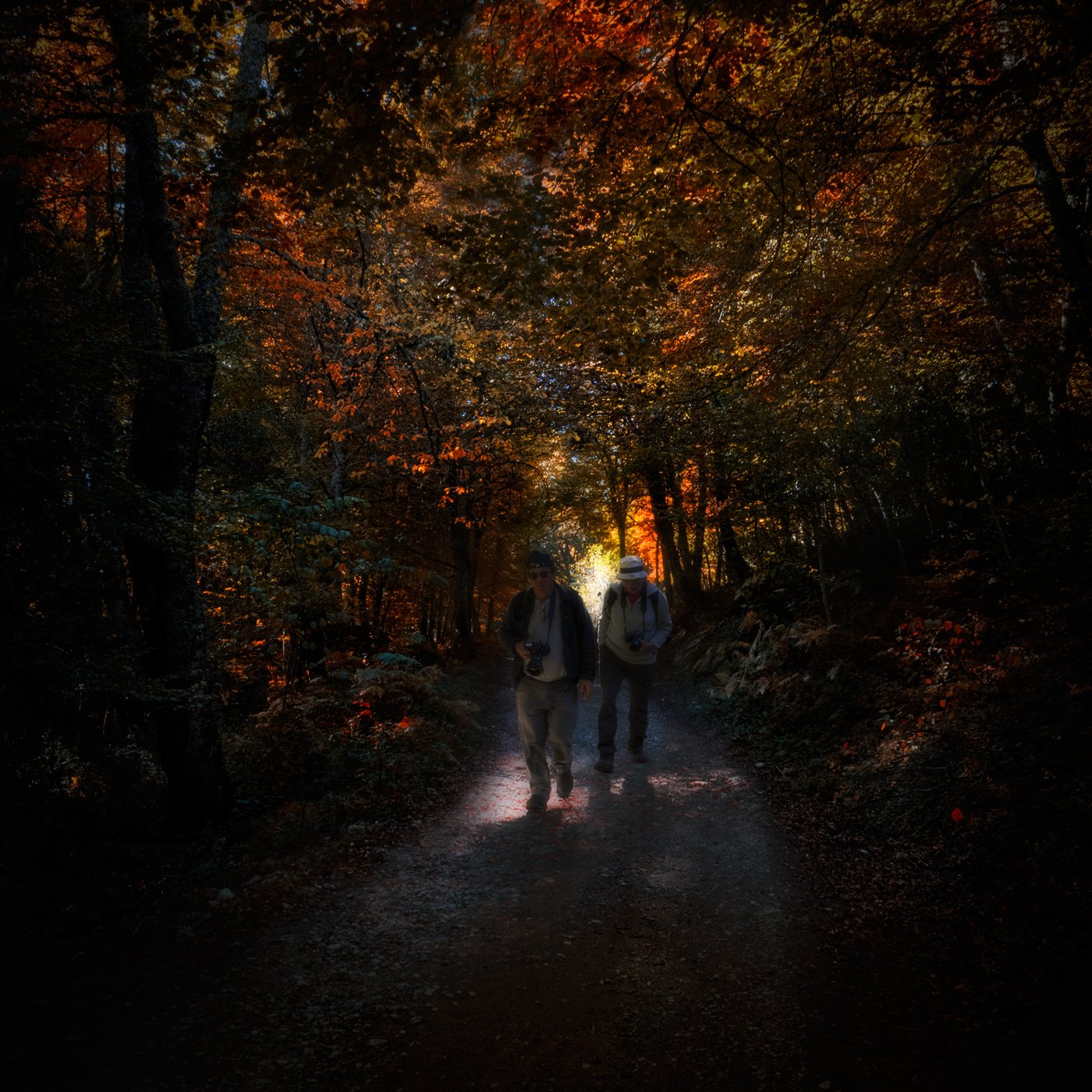 "Los Hados del bosque"