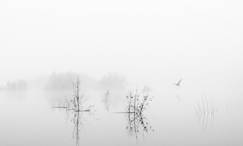 Niebla