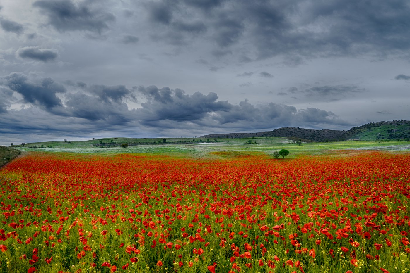 Amapolas