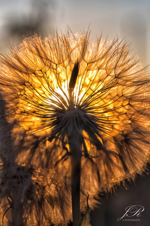 Ocaso
