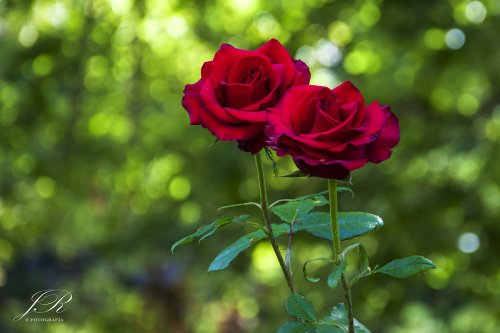 Rosas