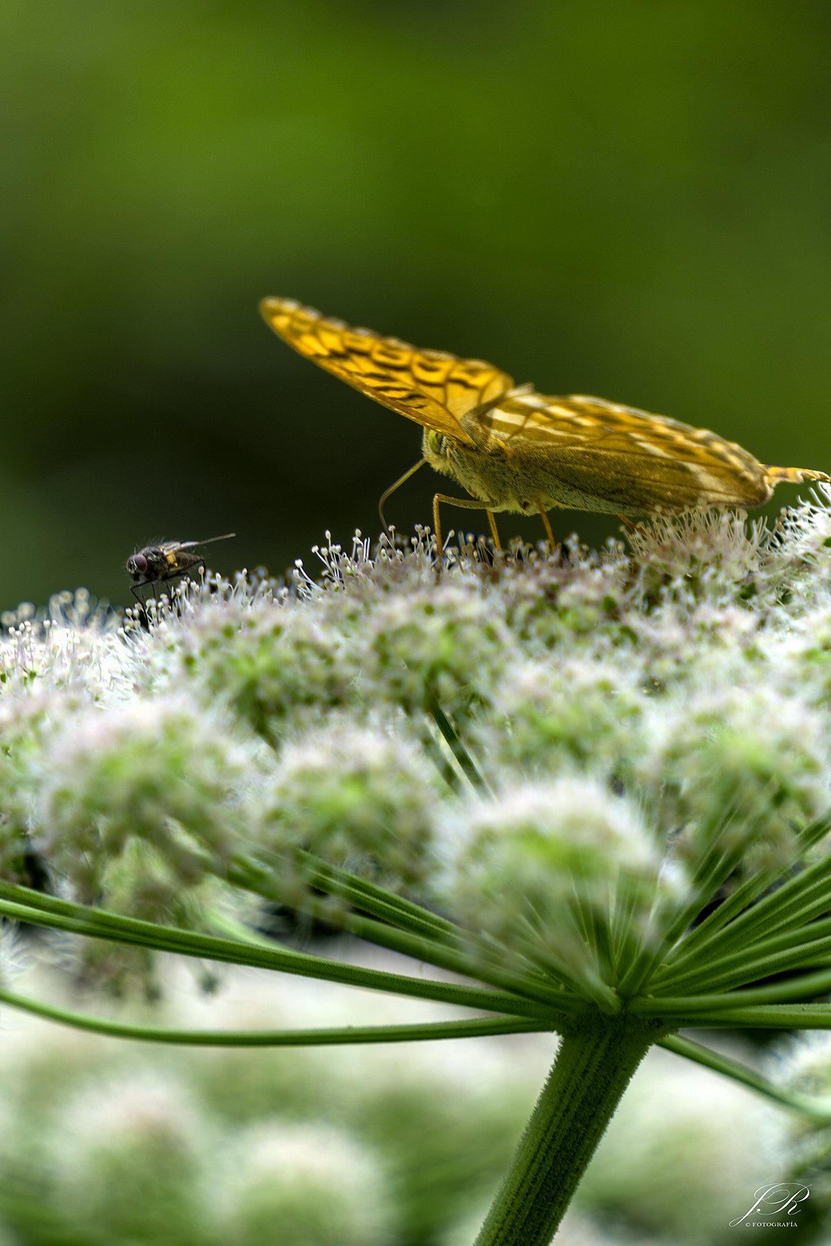Mariposa I