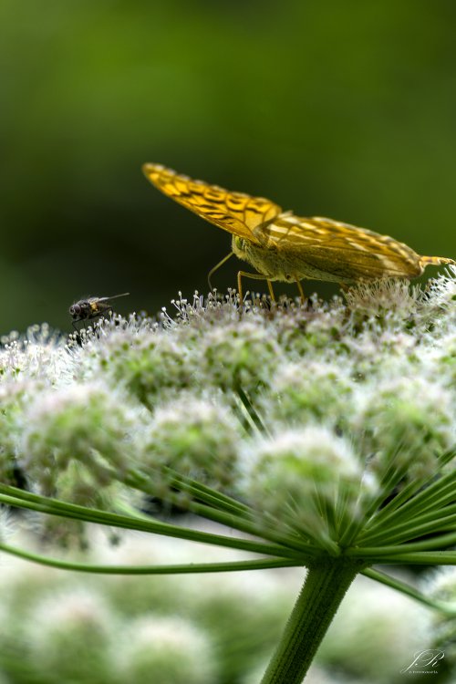 Mariposa I