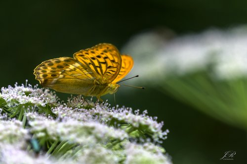 Mariposa II