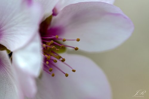 Floración II
