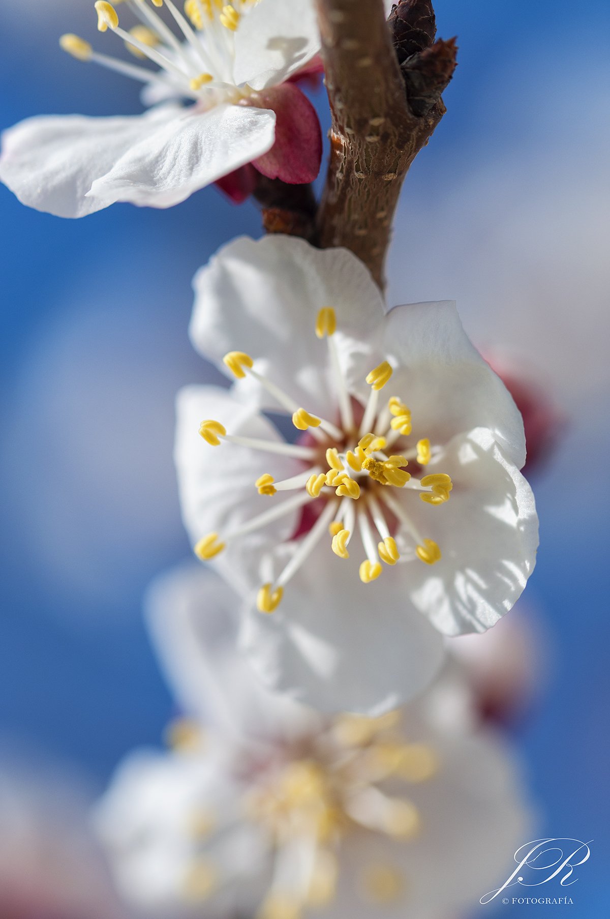 Floración IV