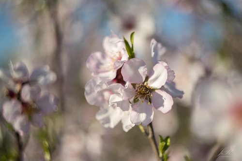 Helios 44_2