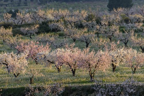 Almendros en flor