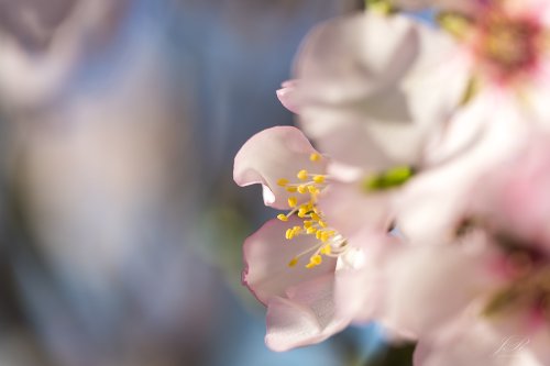 Almendros en flor