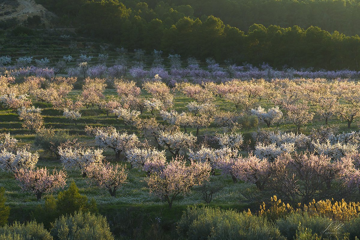 Almendros en flor