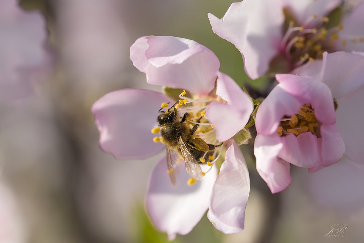 Almendros en flor