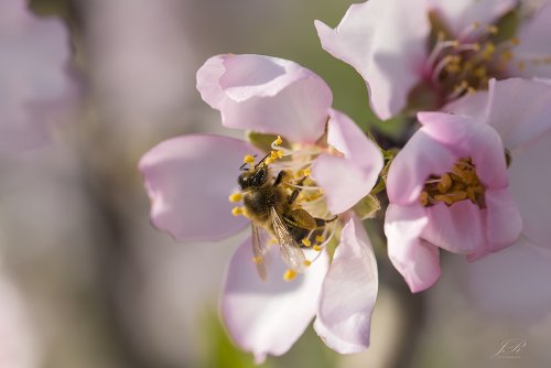 Almendros en flor