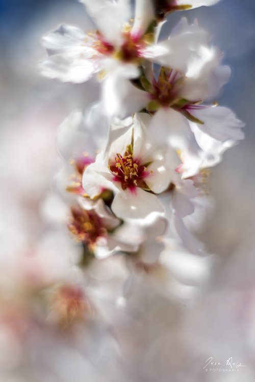 Flor de almendro