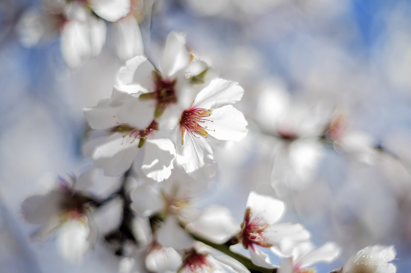 Flor de almendro