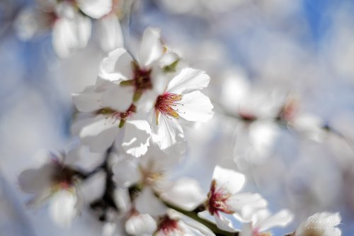 Flor de almendro