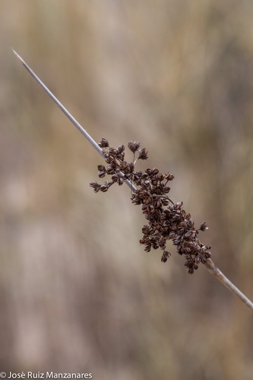 El Junco