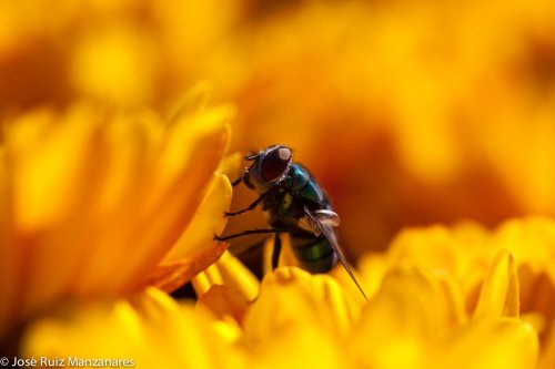 Insecto trabajando en un mundo amarillo
