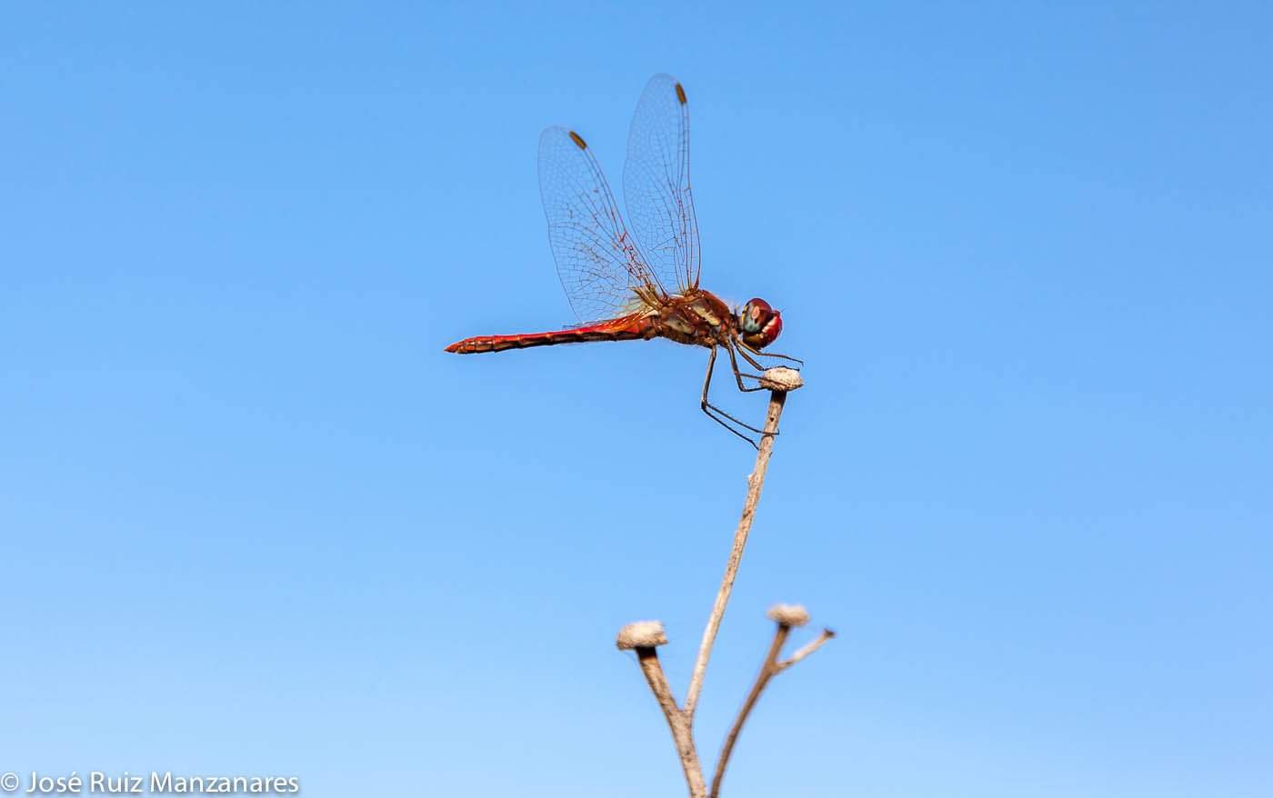 Helicóptero rojo