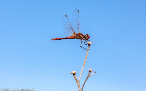 Helicóptero rojo