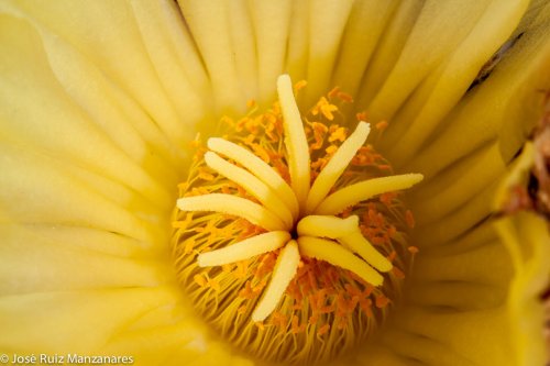 De un cactús espinoso la amarilla flor