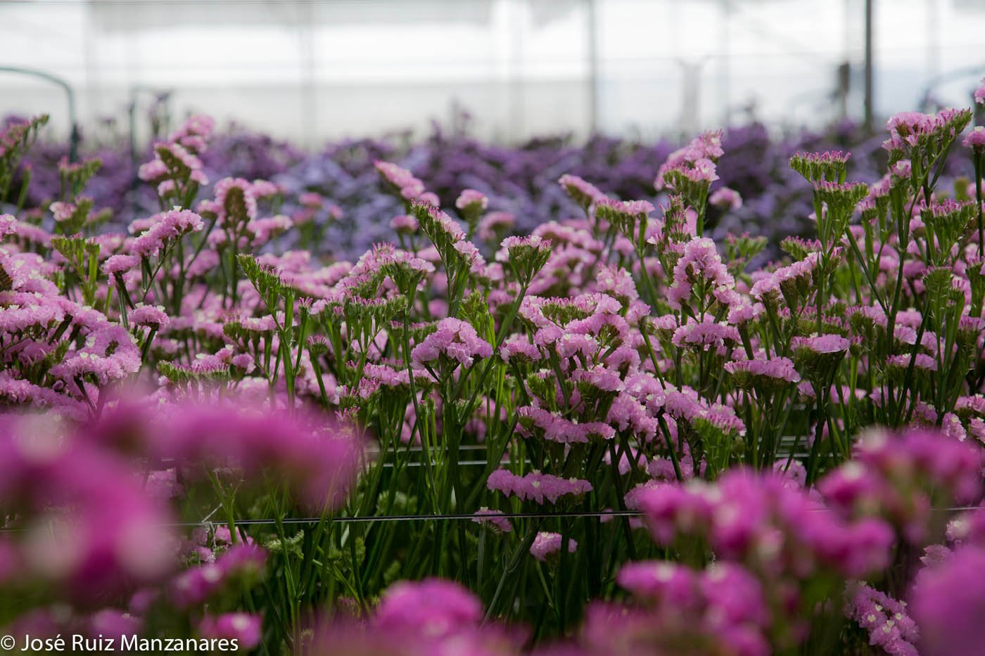 Paisaje de invernadero floral