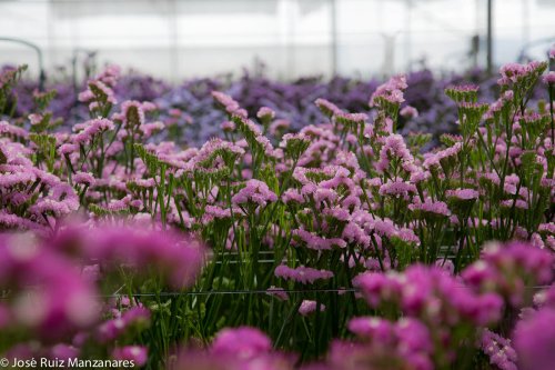 Paisaje de invernadero floral