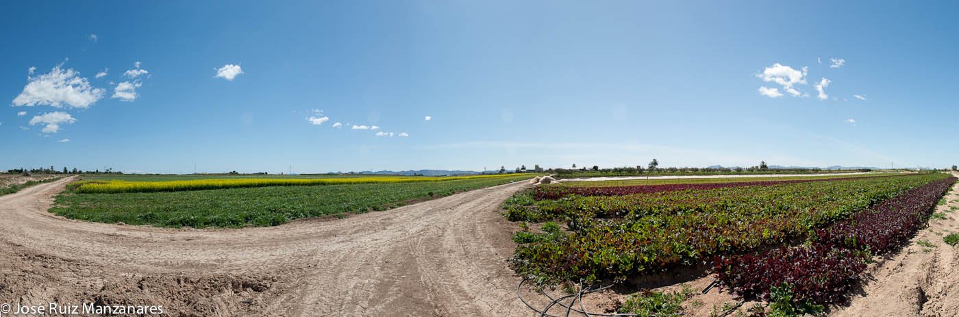 Panorámica entre cultivos